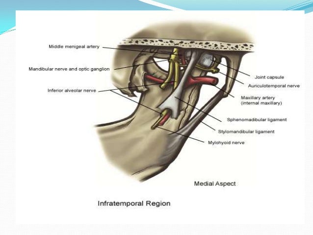tmj facial nerves Interracial gay thug tube